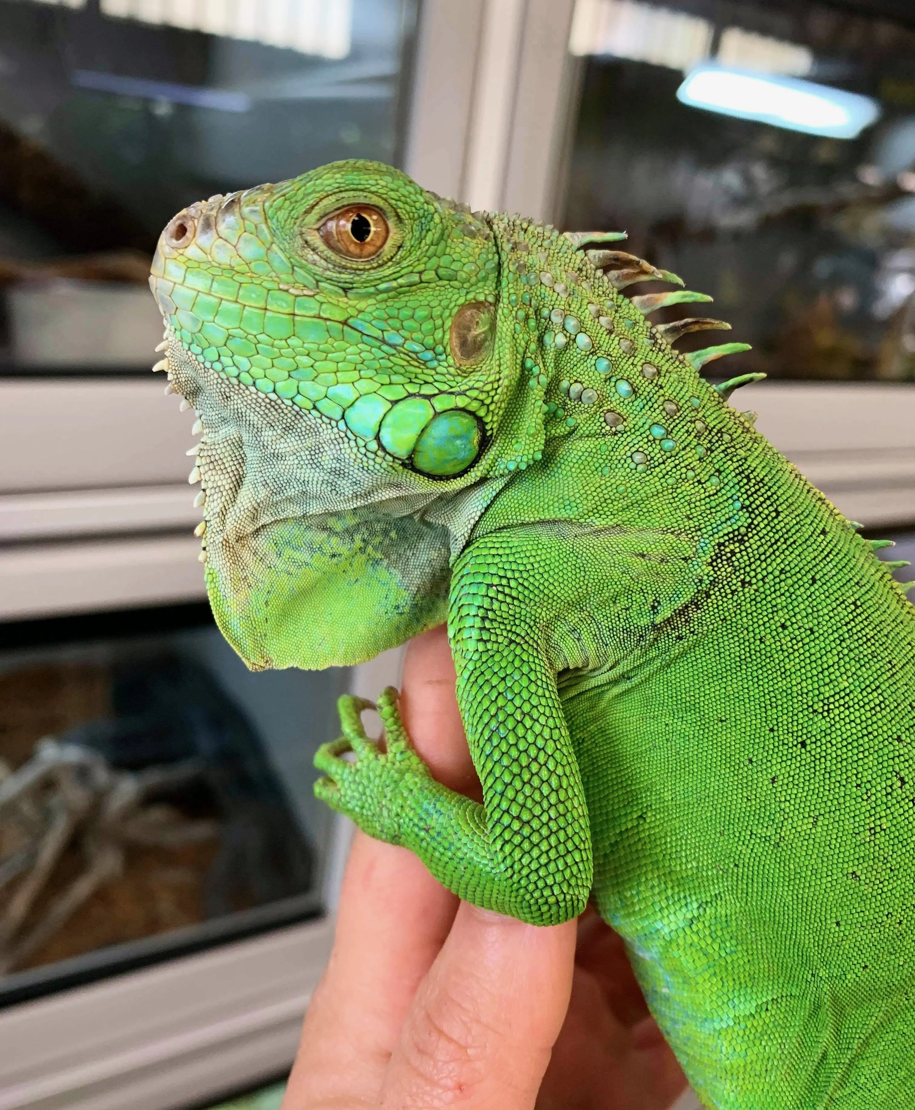 Fiche d'élevage Iguane vert Iguana iguana